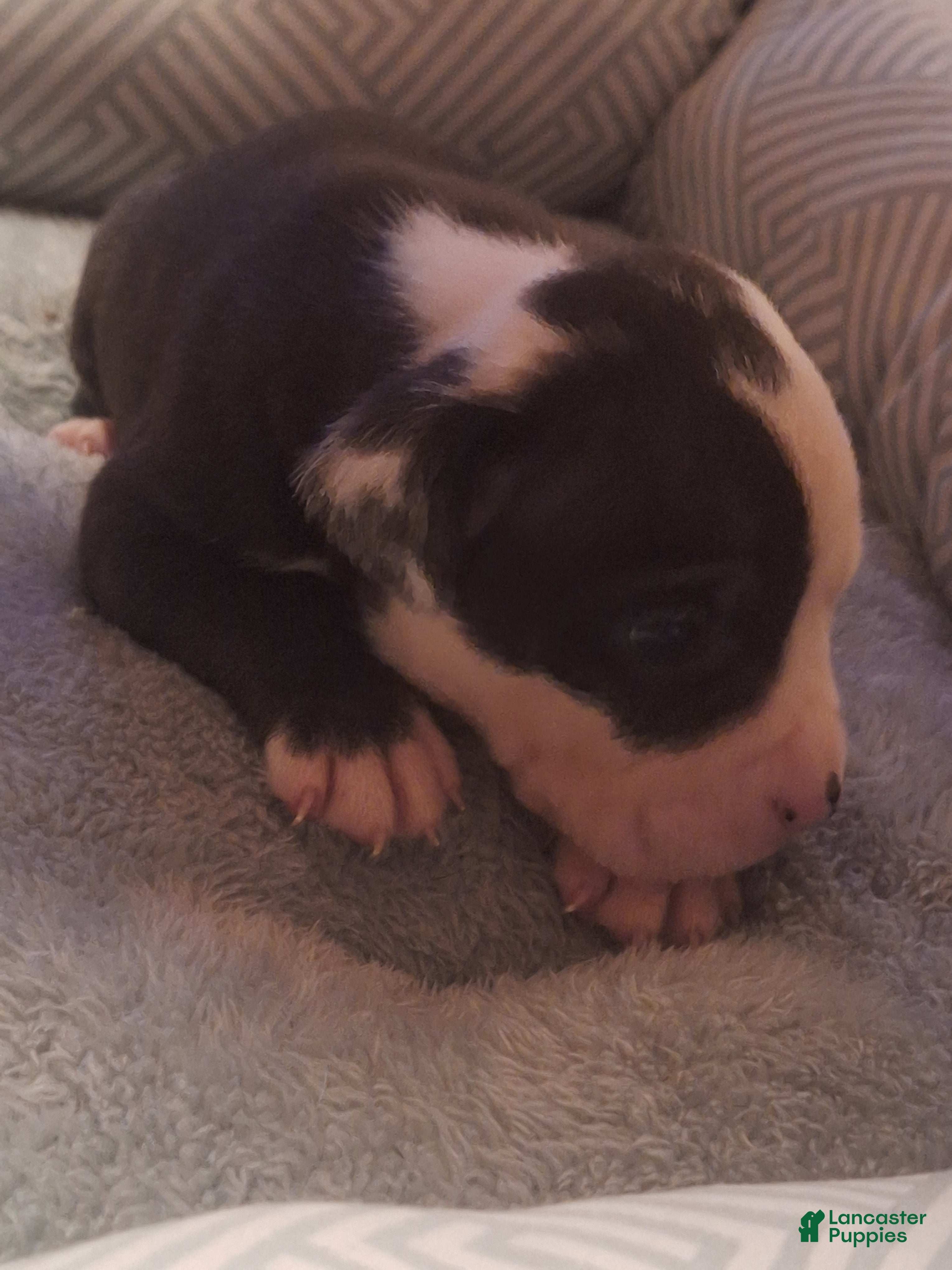 American Bully dogs American Bully 1 - Ad 2