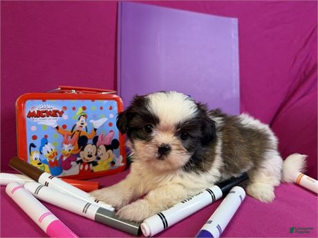 Shih Tzu dogs Shih Tzu 2 - Ad 1