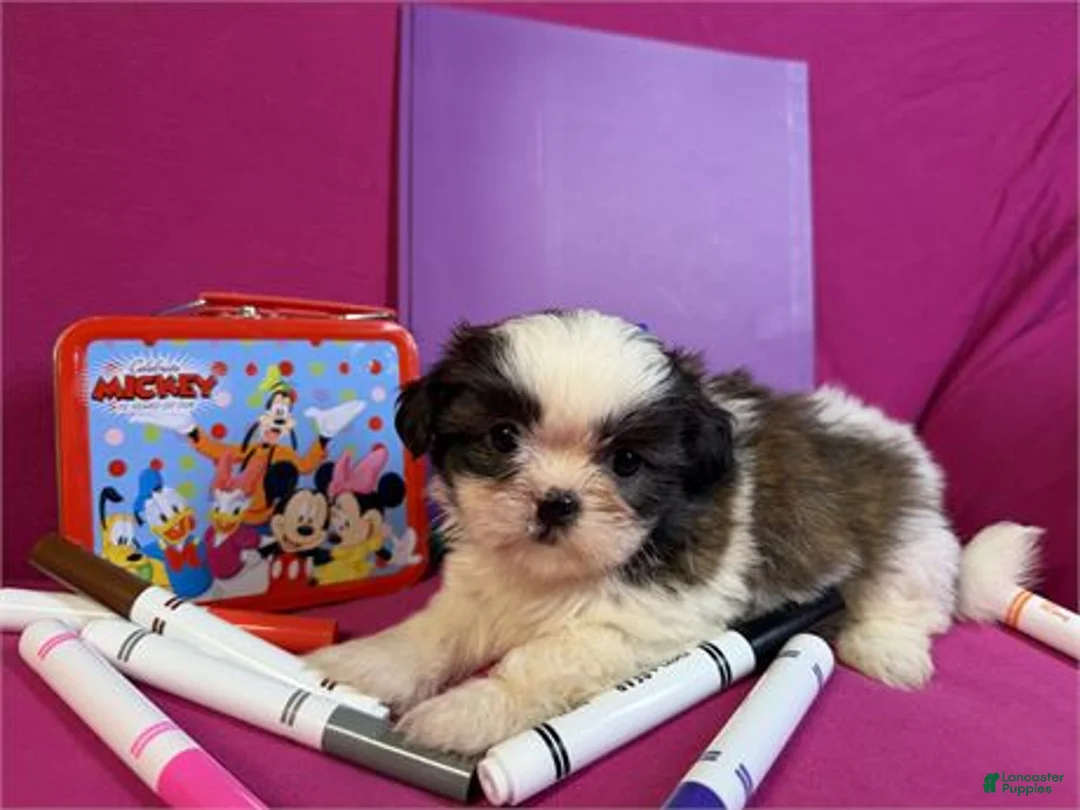 Shih Tzu dogs for sale: Shih Tzu 2 - Ad 1