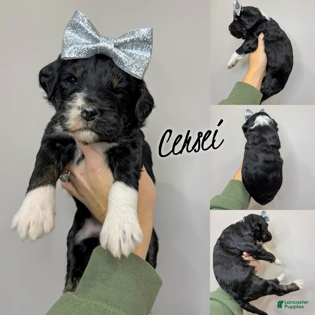 Aussiedoodle dogs for sale: Cersei - Standard F1 - Ad 3