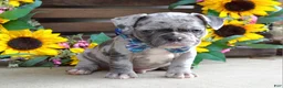 French Bulldog dogs for sale: Louie - Ad 5