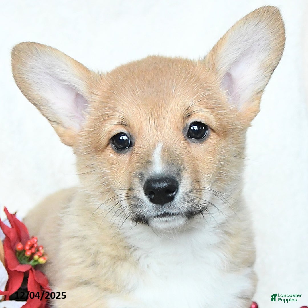 Welsh Corgi Pembroke dogs for sale: Holly - Ad 3