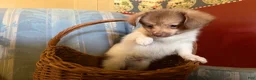 Mixed Breed dogs for sale: Cookie’s Boy #5 - Ad 3