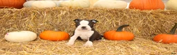 Boston Terrier dogs for sale: Jakey - Ad 3