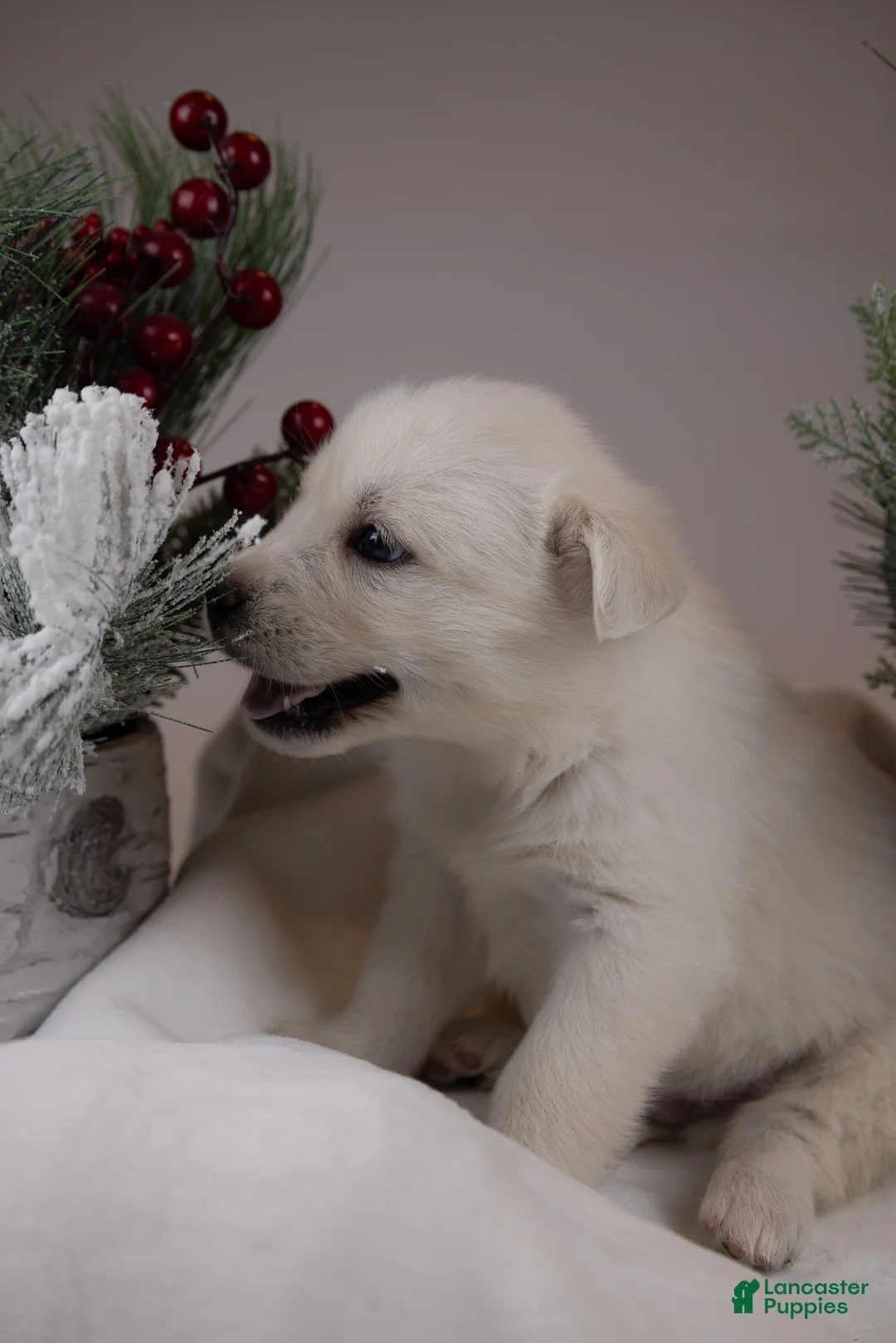 Goberian dogs for sale: Holly - Ad 38