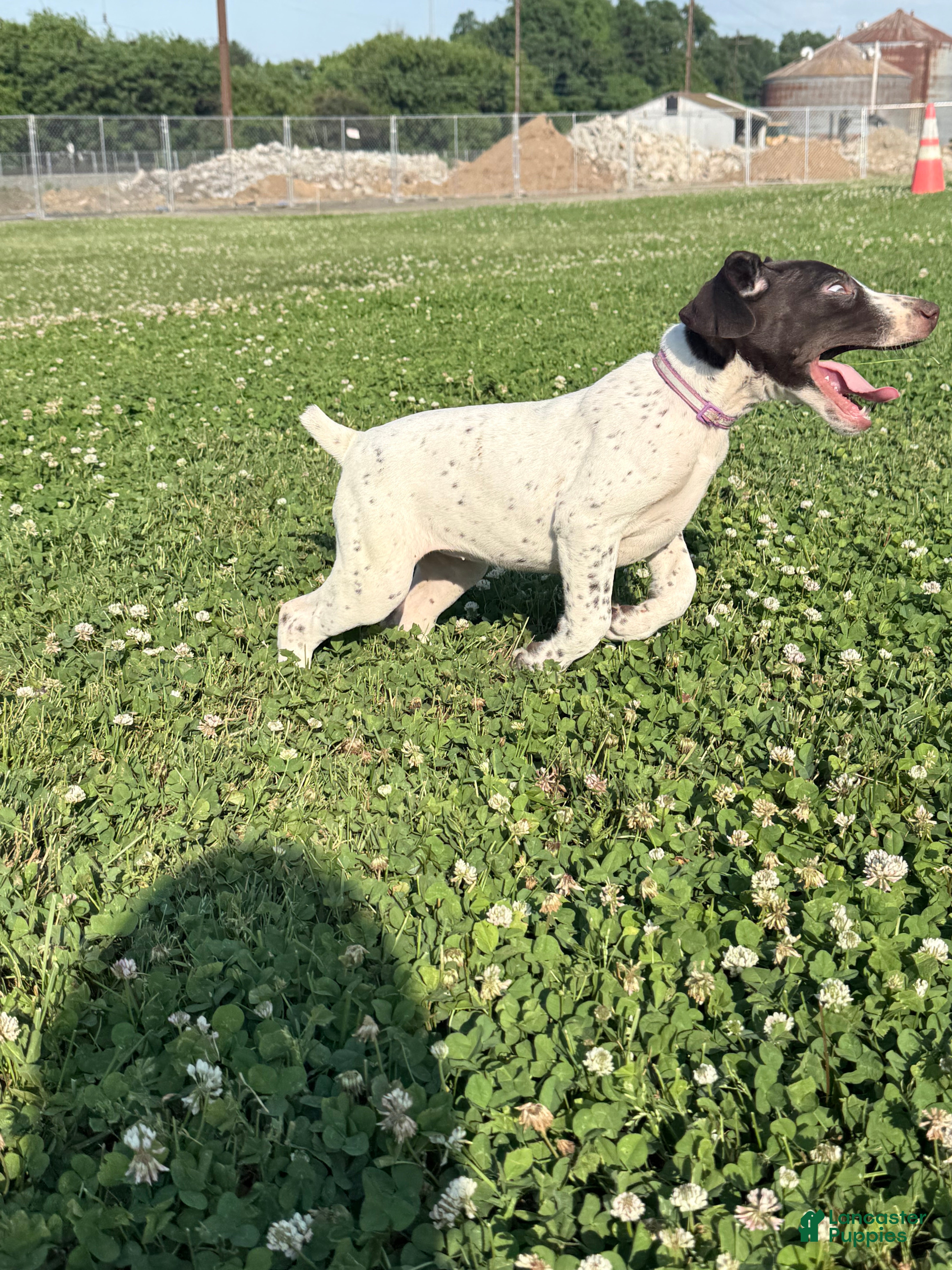 German Shorthaired Pointer dogs Willow  - Ad 38