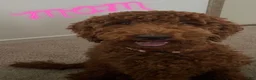 Goldendoodle dogs for sale: Goldendoodle Puppy 1 - Ad 2