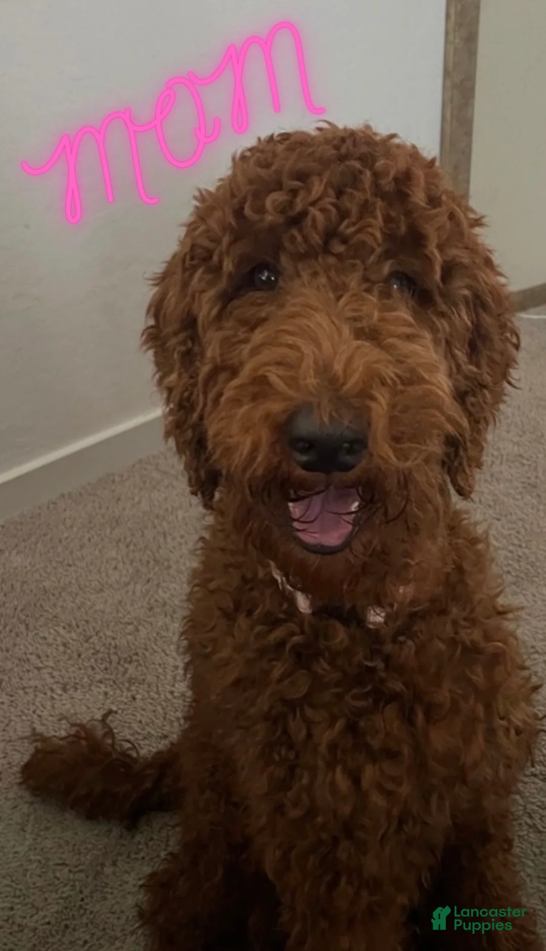 Goldendoodle dogs for sale: Goldendoodle Puppy 1 - Ad 2