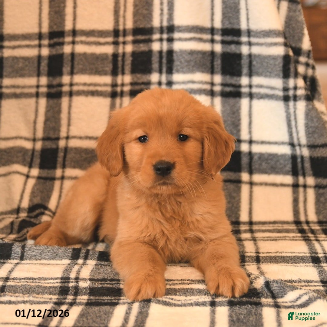 Golden Retriever dogs for sale: Violet  - Ad 3