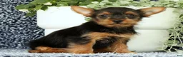 Yorkshire Terrier dogs for sale: Zuma - Ad 6