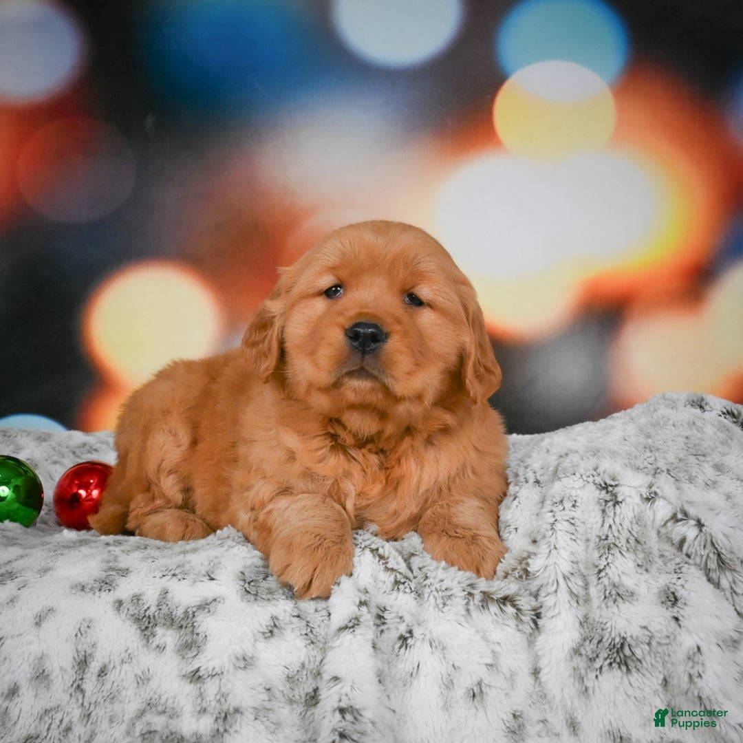Golden Retriever dogs for sale: Skye - Ad 4