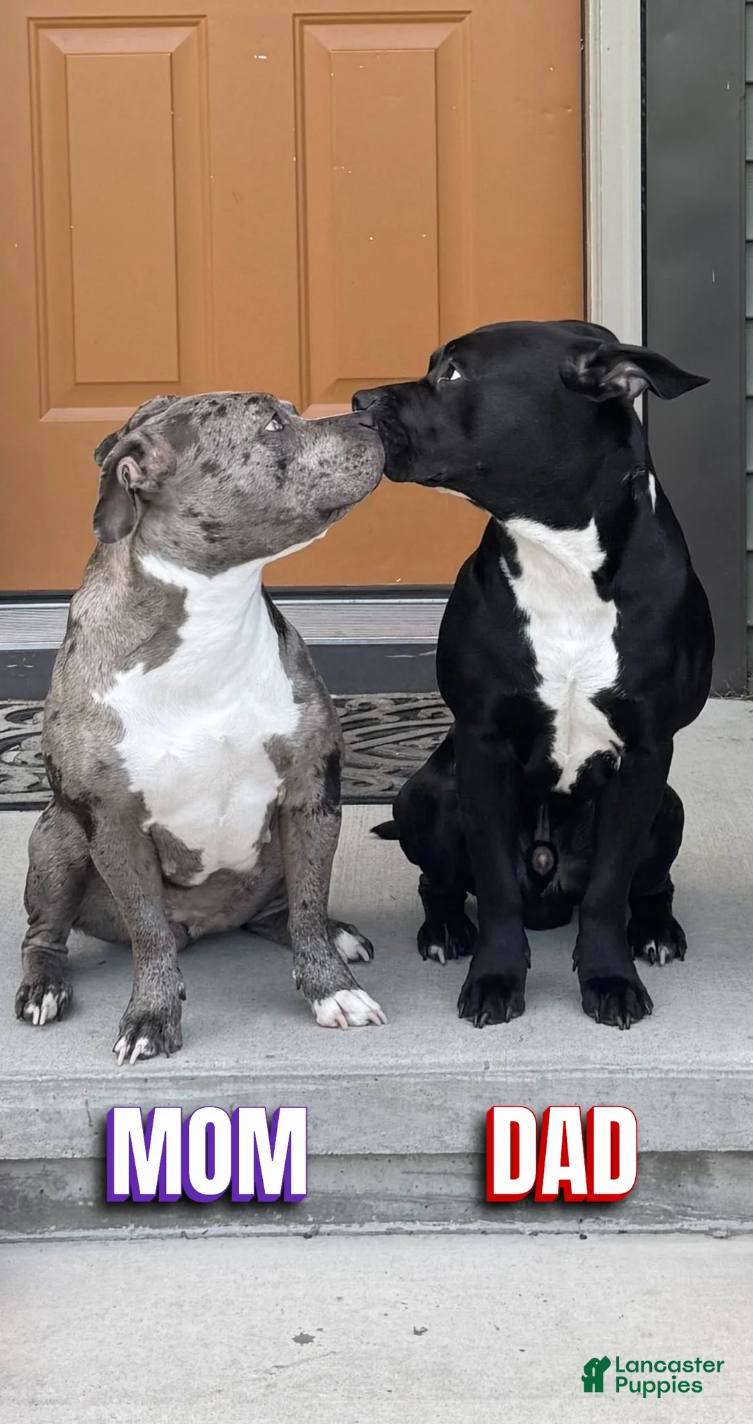 Mixed Breed dogs for sale: Nipper - Ad 14