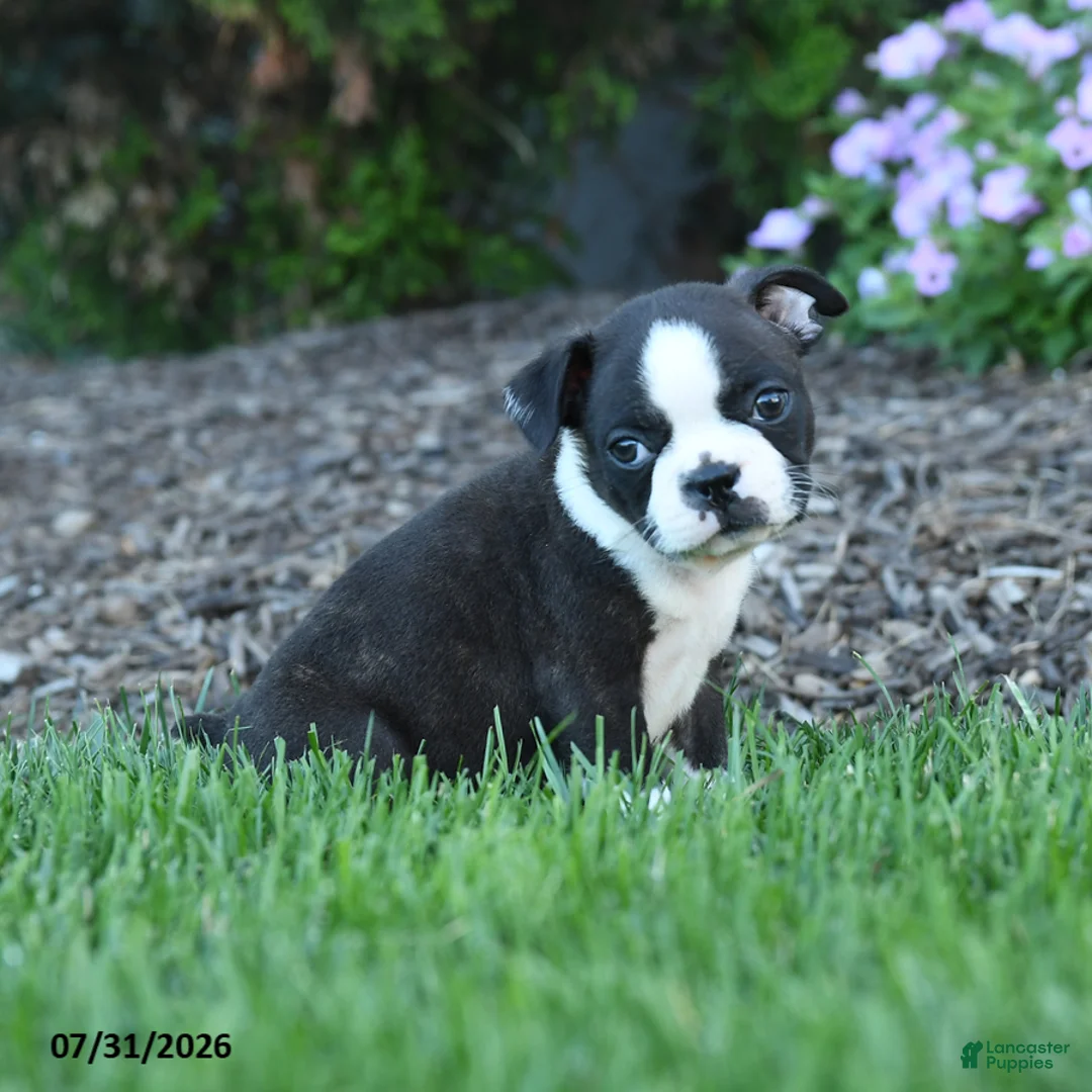 Boston Terrier dogs for sale: Avery - Ad 3