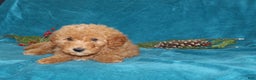 Mini Goldendoodle dogs for sale: Hope - Ad 4