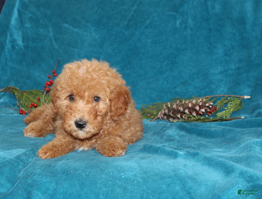 Mini Goldendoodle dogs for sale: Hope - Ad 4