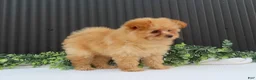 Pomeranian dogs for sale: Rusty 🐾 - Ad 11