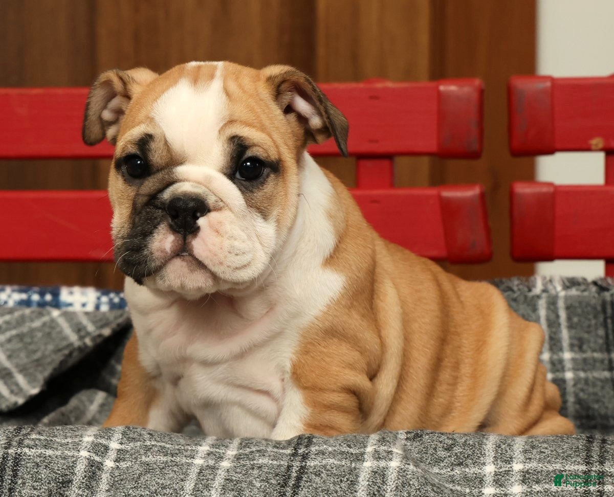 English Bulldog dogs Skye - Ad 2