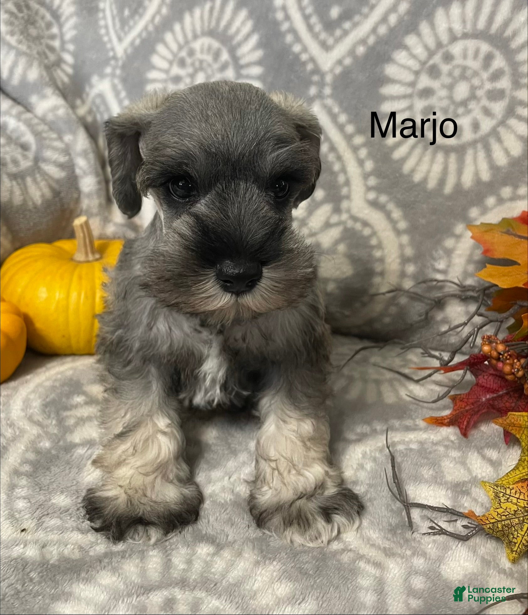 Miniature Schnauzer dogs for sale: Miniature Schnauzer 1 - Ad 2