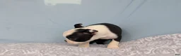 Boston Terrier dogs for sale: Mooo  Cow - Ad 9