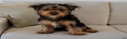Yorkshire Terrier dogs for sale: Sport - Ad 3