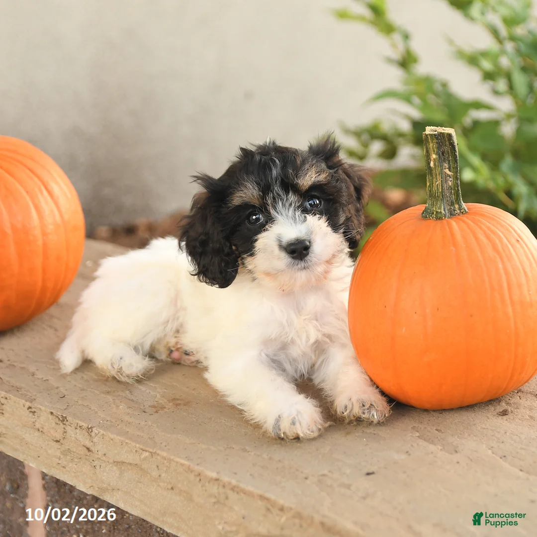 Cavapoo dogs for sale: Abby - Ad 5