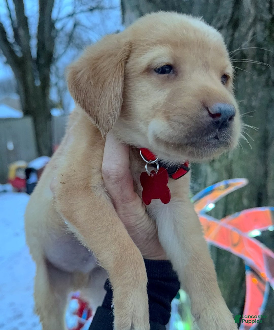 Labrador Retriever dogs for sale: Labrador Retriever Puppy 1 - Ad 14