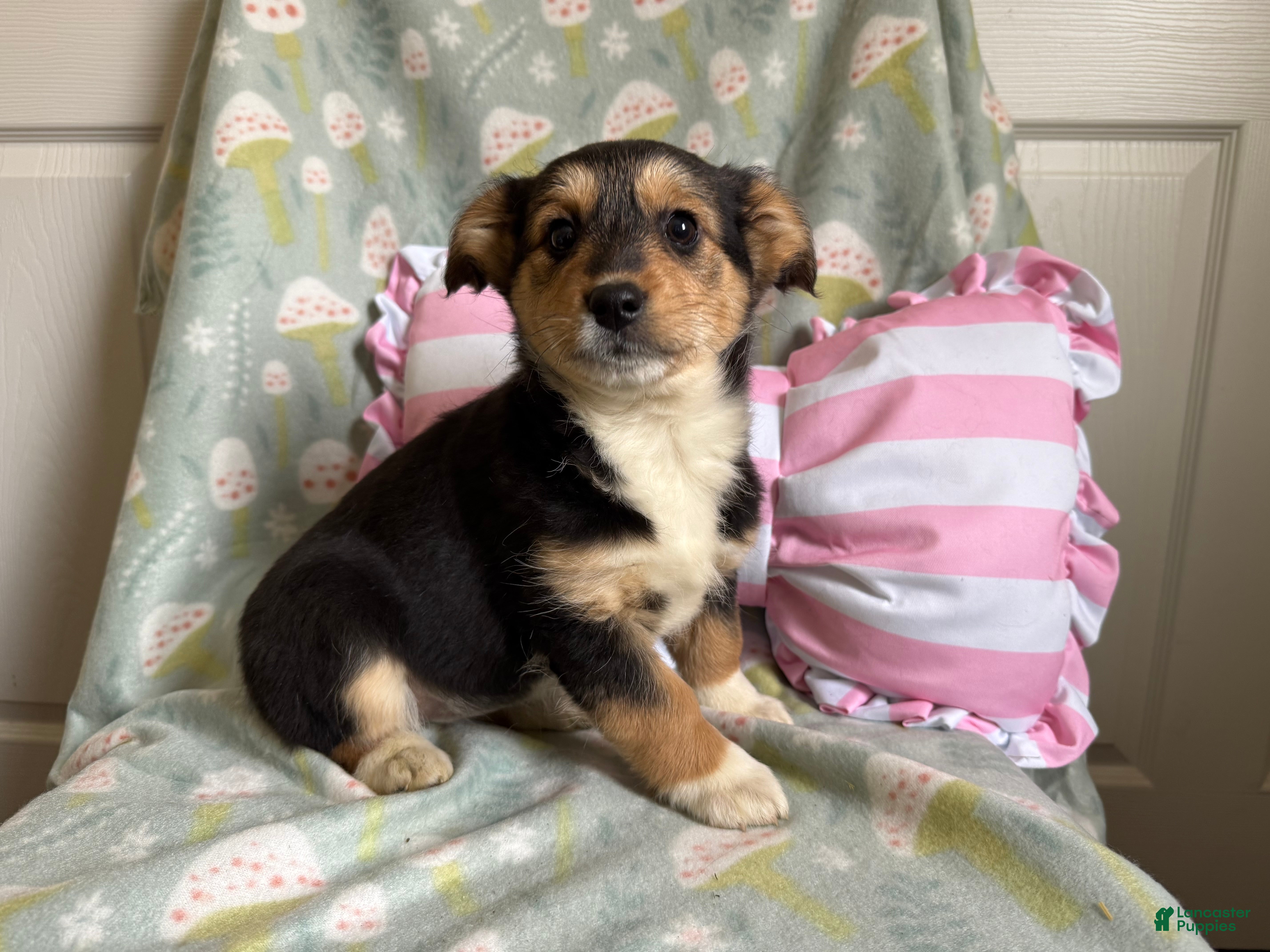 Mixed Breed dogs Adore - Ad 1