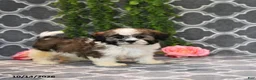 Mixed Breed dogs for sale: Dana - Ad 4