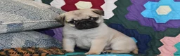 Pug dogs for sale: Holly - Ad 4