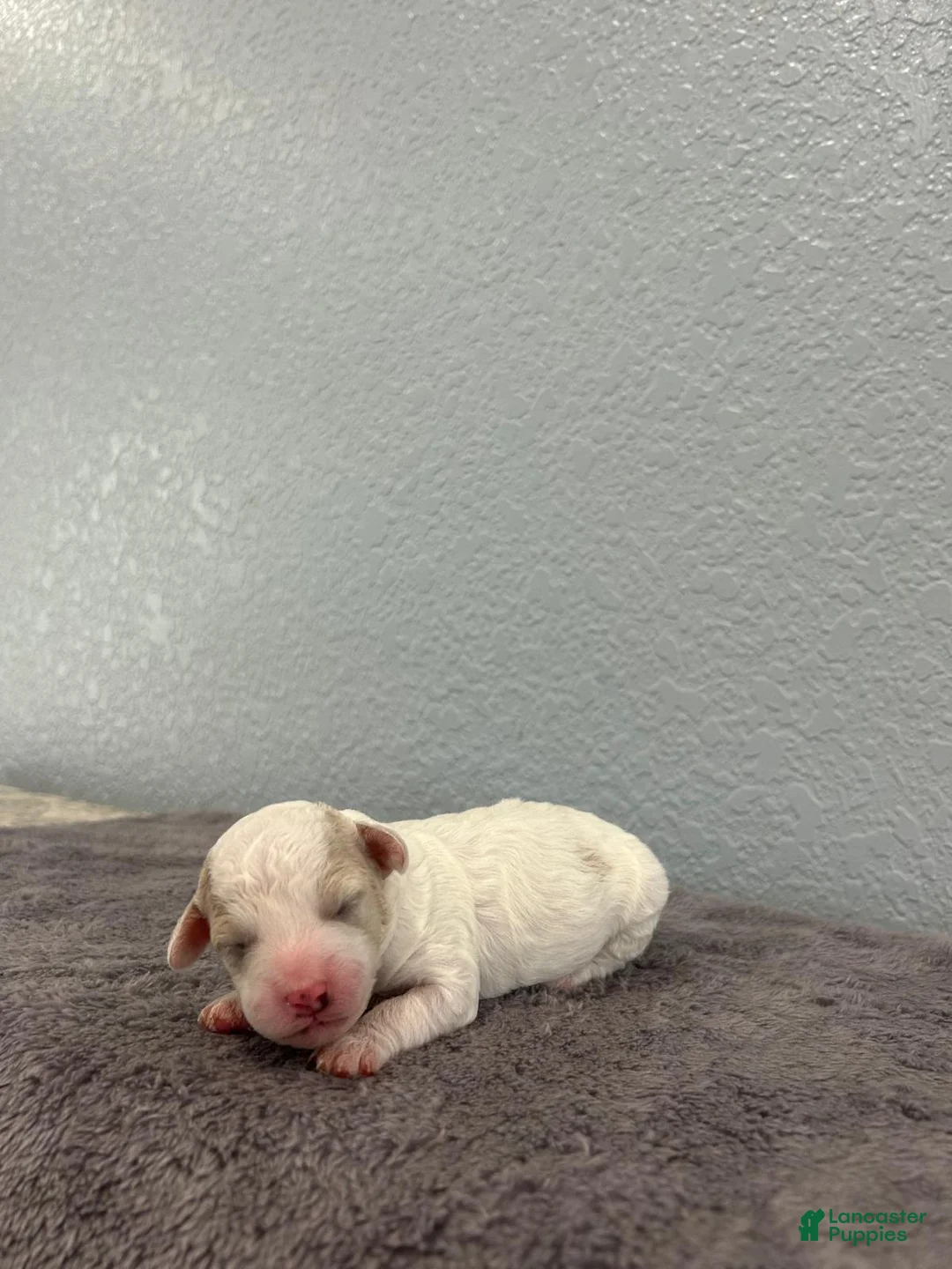 Mini Goldendoodle dogs for sale: Rose - Ad 2