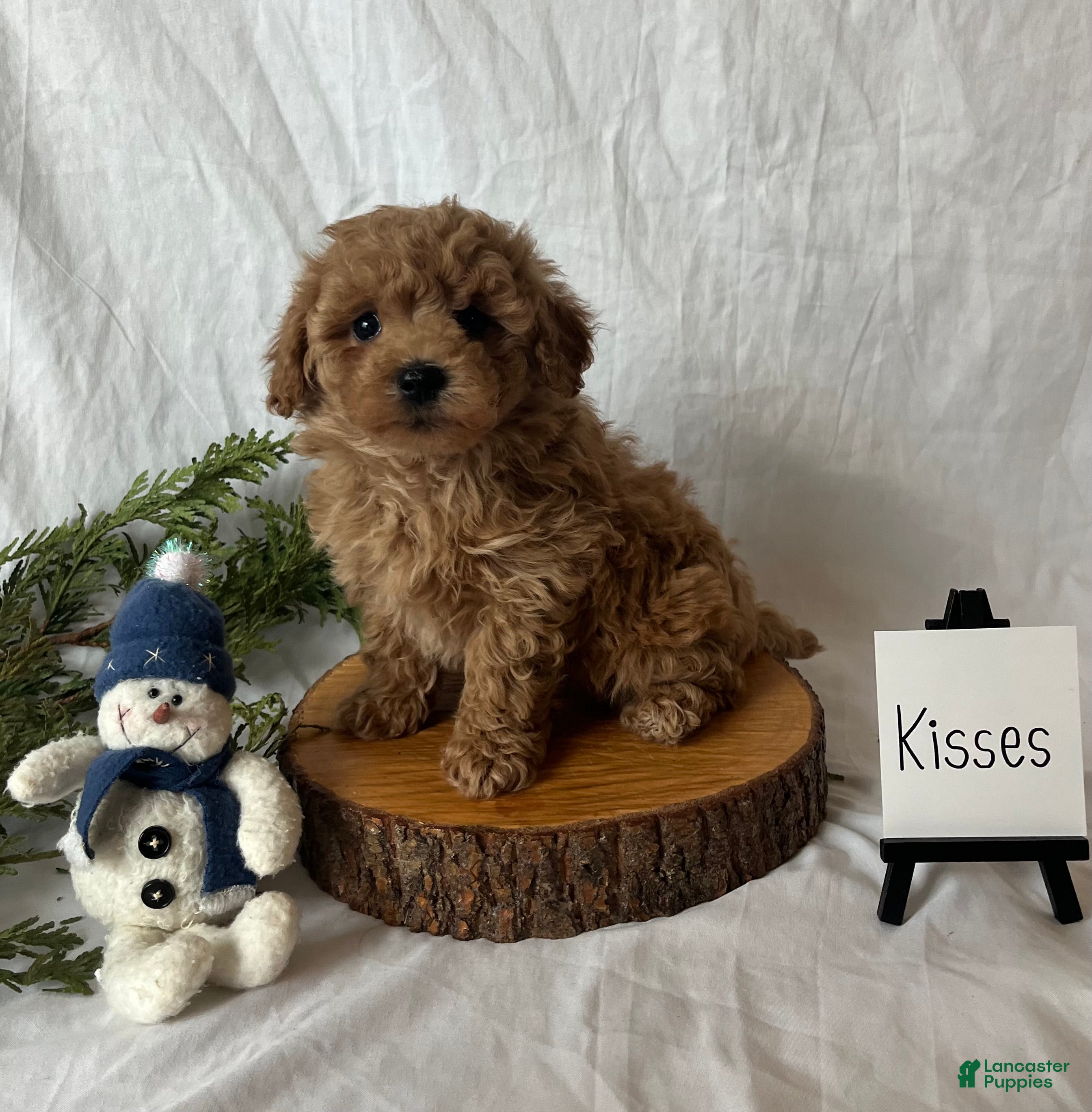 Maltipoo dogs Kisses - Ad 31