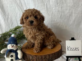 Maltipoo dogs Kisses - Ad 34