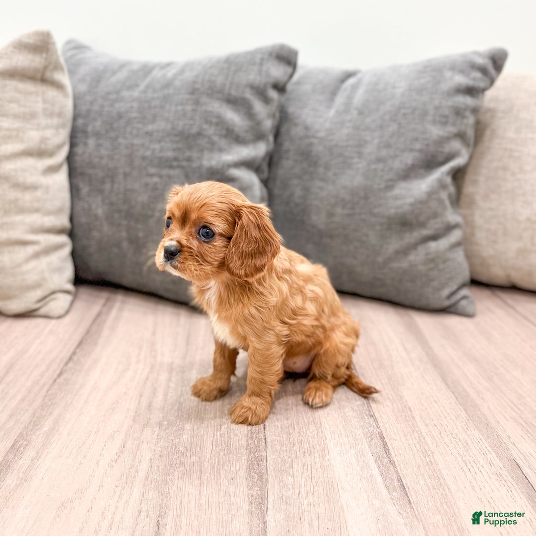 Cavapoo dogs for sale: Destiney - Ad 7