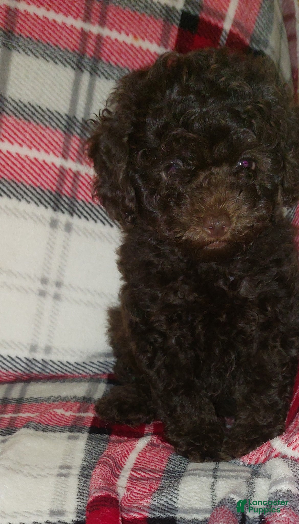 Toy Poodle dogs for sale: Hershey (Chocolate Male) - Ad 1