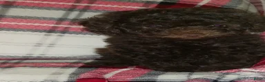 Hershey (Chocolate Male)