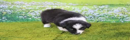 Australian Shepherd dogs for sale: Lucky - Ad 6