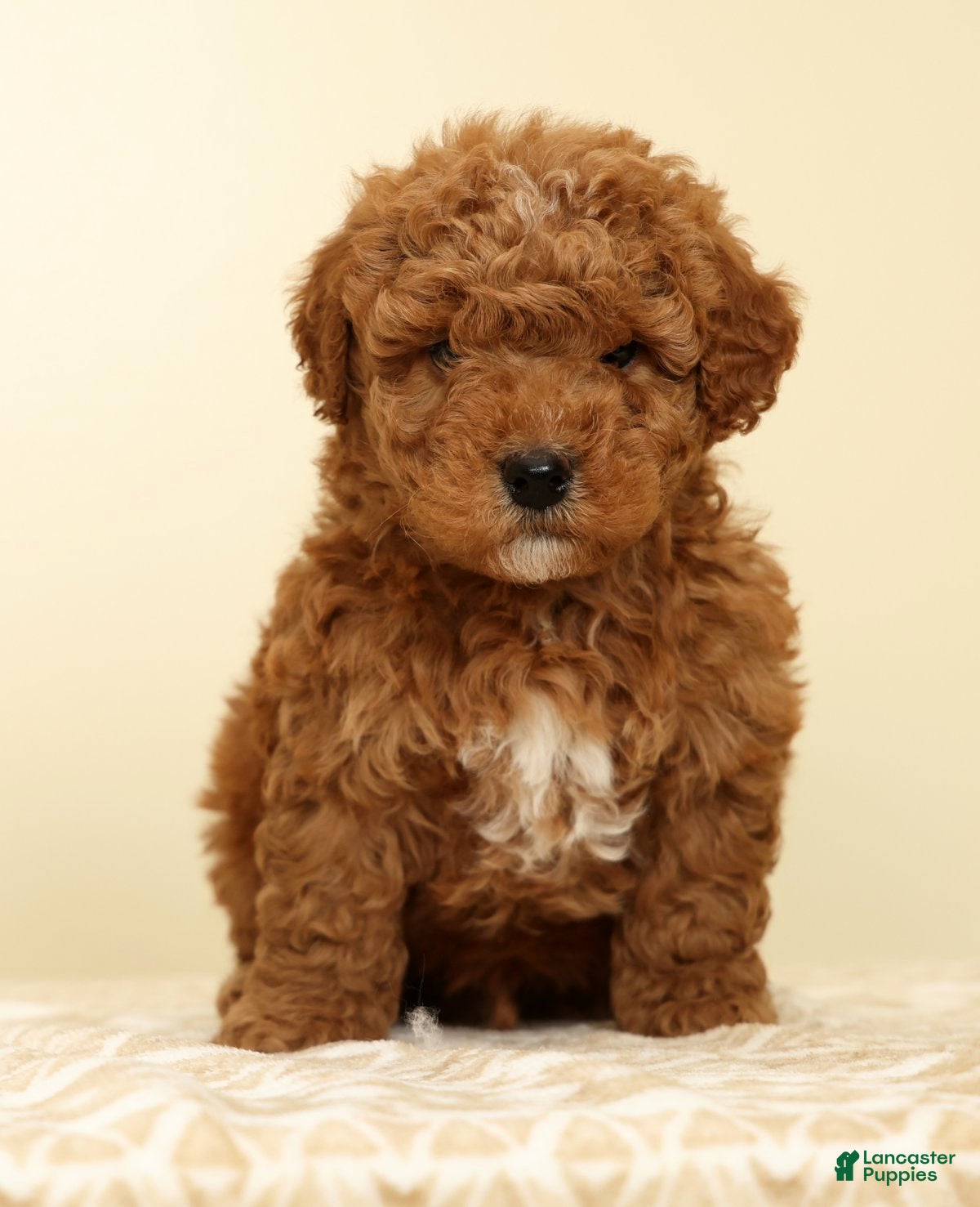 Mini Goldendoodle dogs Connor - Ad 2