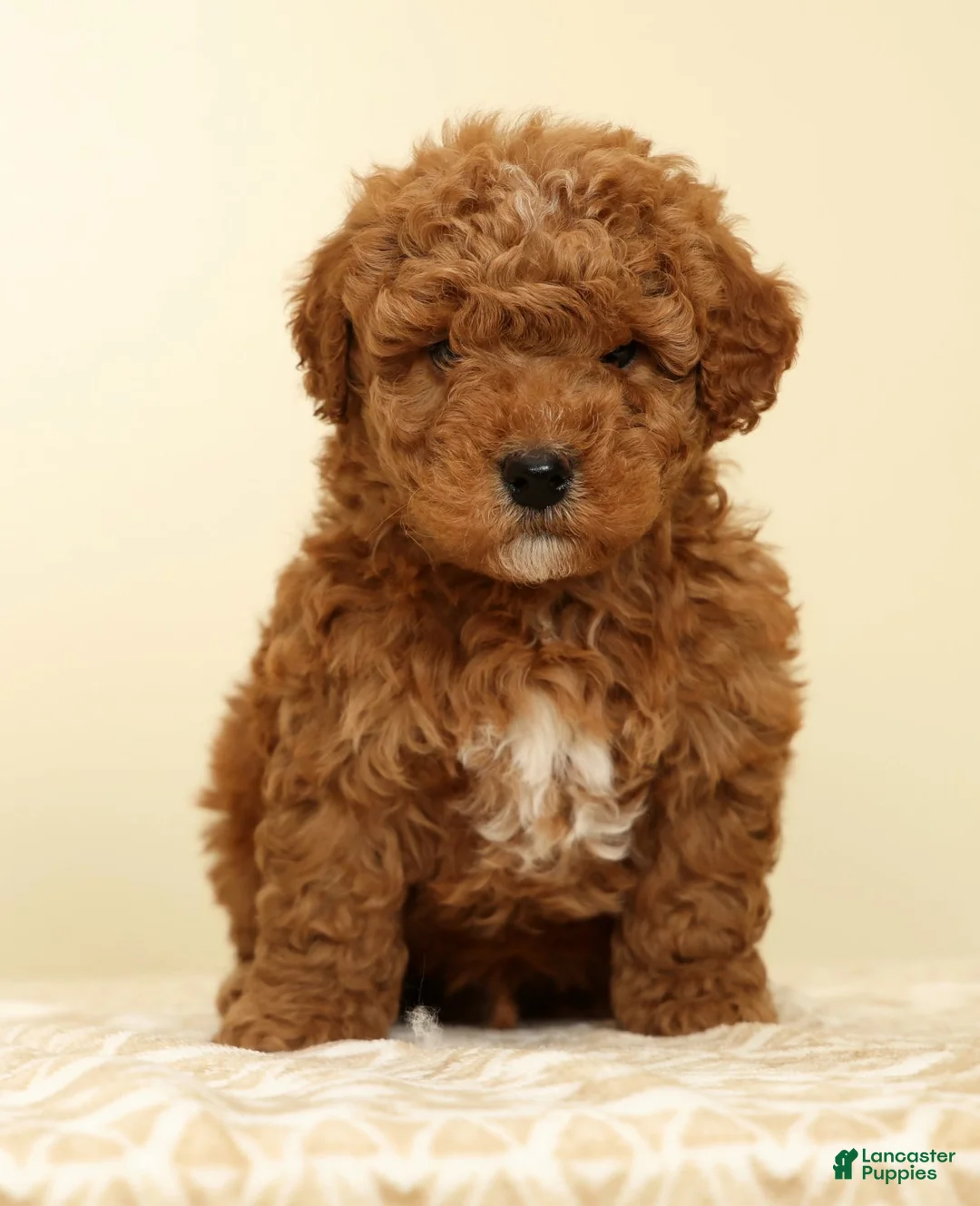 Mini Goldendoodle dogs for sale: Connor - Ad 2
