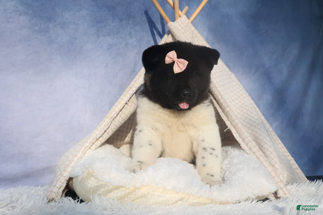 Akita dogs for sale: Olive - Ad 17