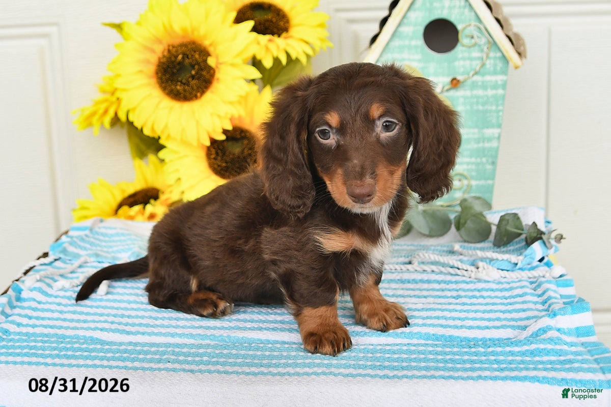 Miniature Dachshund dogs Dreamer - Ad 1