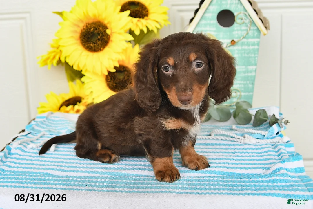 Miniature Dachshund dogs for sale: Dreamer - Ad 1