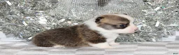 Welsh Corgi Pembroke dogs for sale: Carlotta - Ad 26