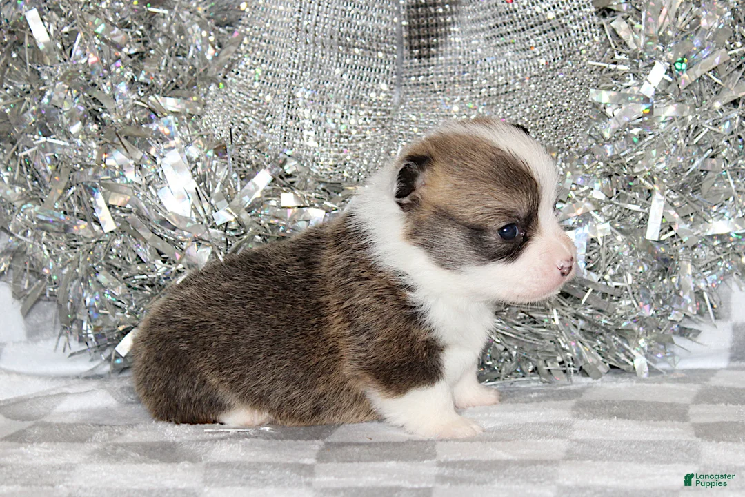 Welsh Corgi Pembroke dogs for sale: Carlotta - Ad 26