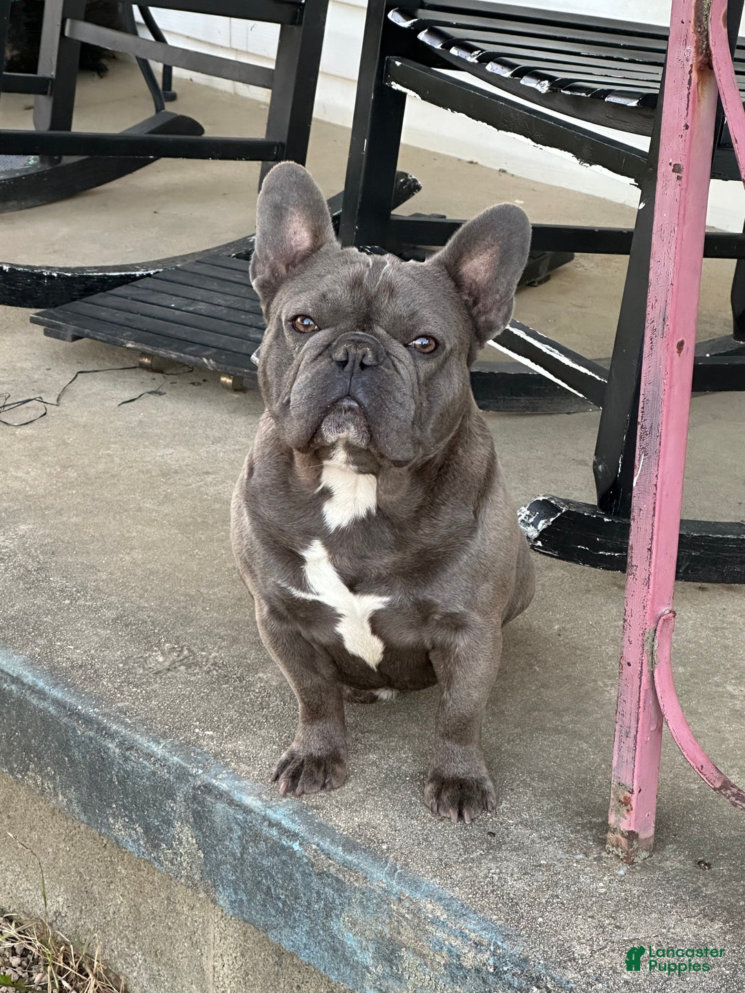 Brindle Blue Fawn Pied French Bulldog For Sale Blue Brindle Pied