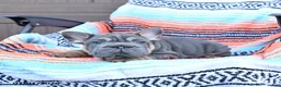 Mixed Breed dogs for sale: Charm  - Ad 3