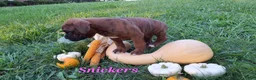 Boxer dogs for sale: Snickers AKC - Ad 3