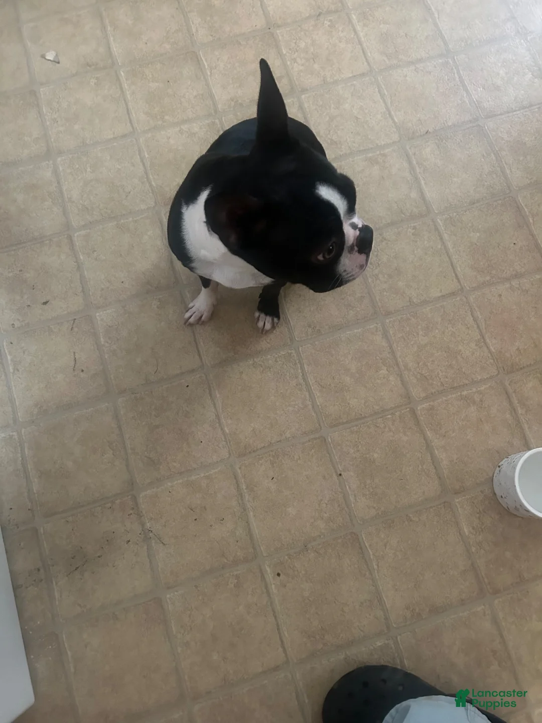 Boston Terrier dogs for sale: Boston Terrier 1 - Ad 5