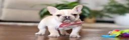 French Bulldog dogs for sale: Tasha - Ad 5