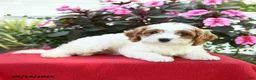 Cavapoo dogs for sale: Beth - Ad 4