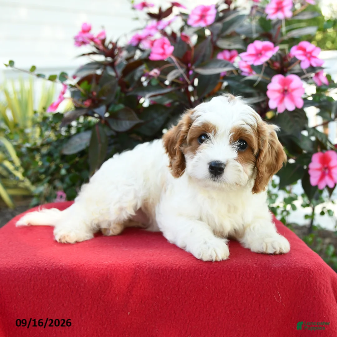 Cavapoo dogs for sale: Beth - Ad 4